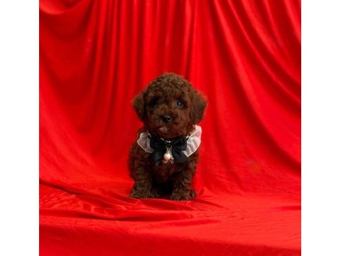Toy poodle yavrularımız ömürlük aileleri bekliyor