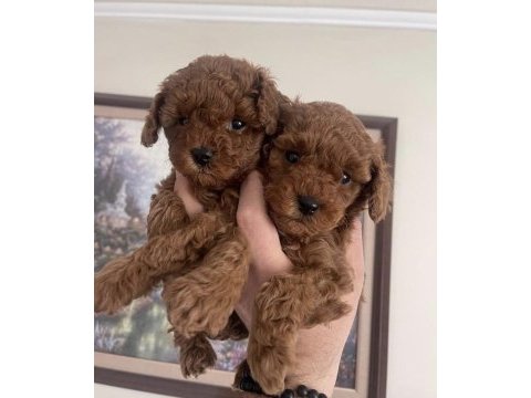 Toy poodle bebekler