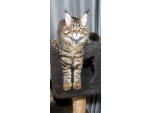 Full şecereli maine coon ünvanlı ebeveynlerden