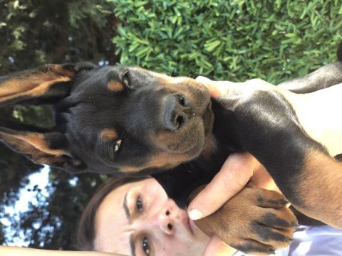 Avrupa kan katları doberman yavrular