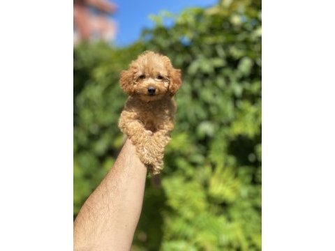Çok sevimli ve oyuncu toy poodle yavrumuz