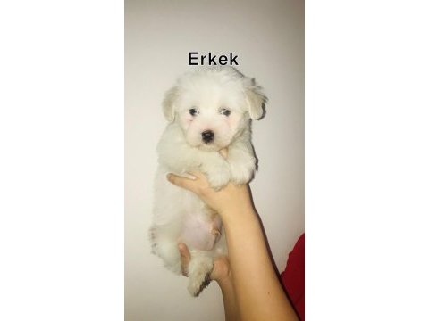 Maltese terrier bebekler 45 günlük