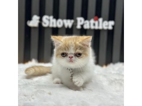 Orjinal gen exotic shorthair