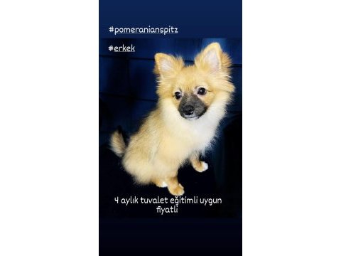 Çok uygun fiyatlı tuvalet eğitimli pomeranian spitz