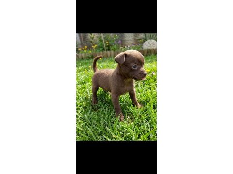 Chihuahua şivava bebekler