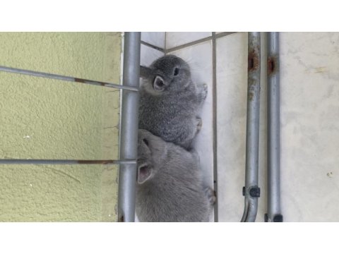 Safkan cüce lop tavşanlar