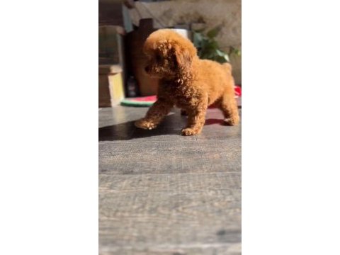 Toy poodle 2 aylık