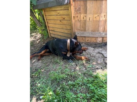 1 yaş erkek doberman