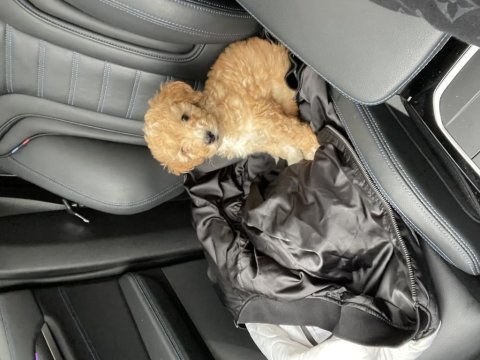 Maltipoo 2 aylık bir bebek