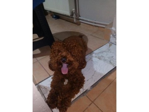 Korekan poodle koyu renk erkek