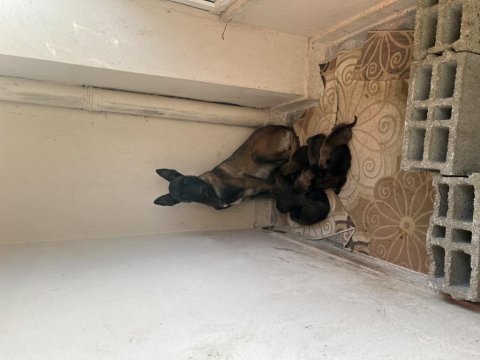 Belçika malinois kurdu yavruları erkek dişi mevcut