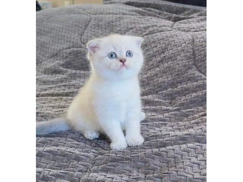 Scottish fold kedilerimiz