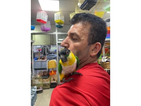 Evcil karakafa caigue papağanımız 