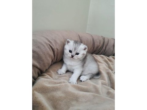 British shorthair dişi ve erkek bebekler