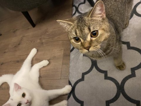 2 aylık british shorthair yavrular yuvalarını bekliyor