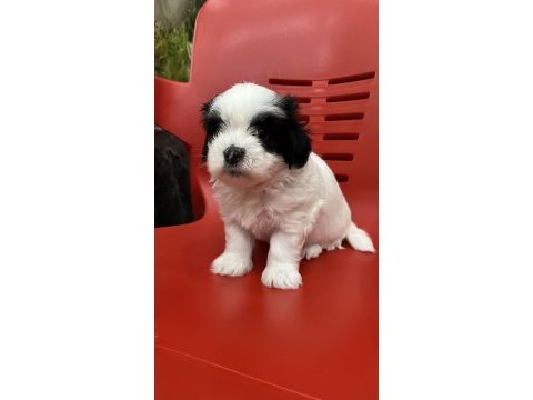 Özel renk safkan morkie yavrularımız hazır