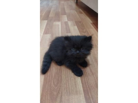 Chinchilla yavrularımız yeni yuvalarını arıyor