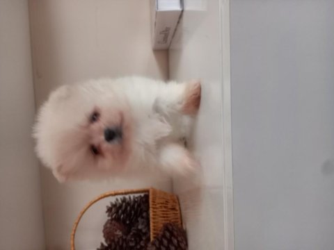 Mükemmel kalitede teacup kar beyaz pomeranian bebekler