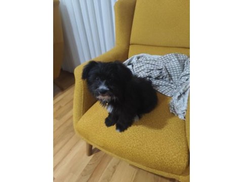 Süs köpeği