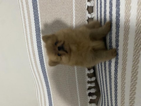 Pomeranian teacup 2.5 aylık erkek