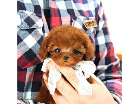 Teady bear kore kani̇ toy poodle yavrular