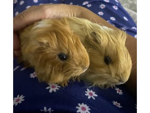 Ginepig sheltie