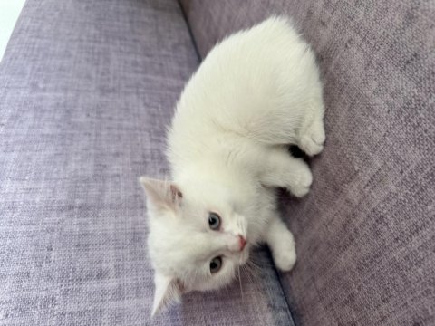 Ücretsiz scottish fold acil yavrular yuva aranıyor
