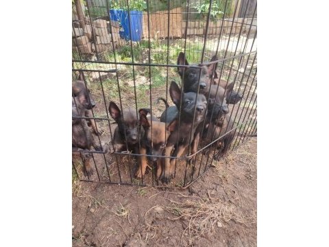 Kara kafa malinois bebekler