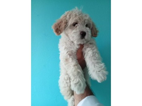 Güzel sevimli maltipoo