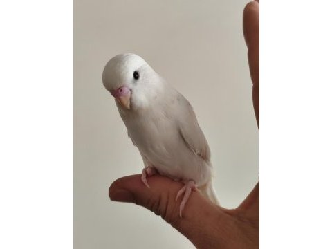 Yeni yeme düşen albino yavru muhabbet kuşu
