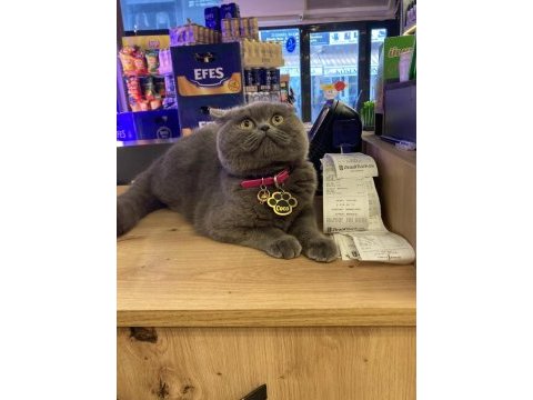 British shorthair