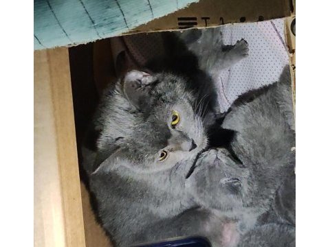 Scottish fold 2 aylık