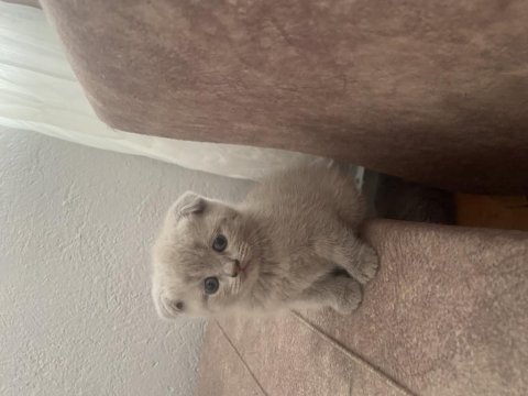 Scottish fold yavrumuz