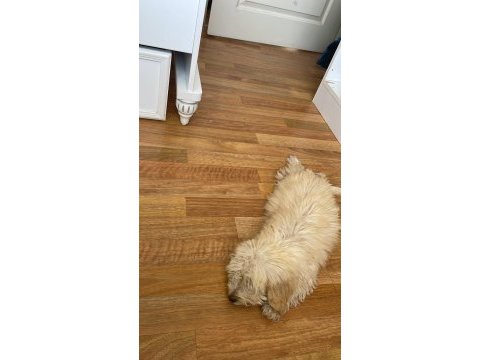 Yavru maltipoo poodle