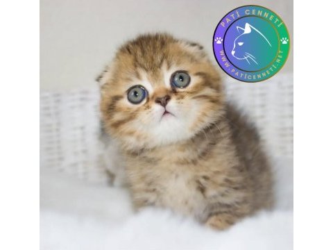 Minik kıvrım büyük sevgi black golden scottish fold