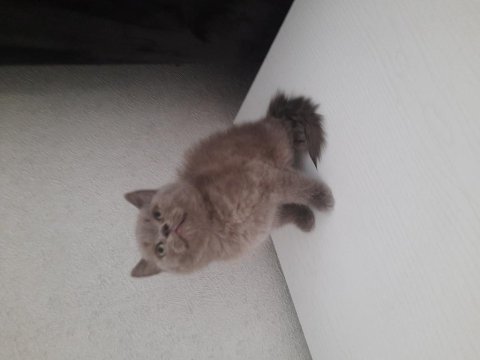 3 british shorthair yavrumuz yeni yuvasına gitmeye hazır