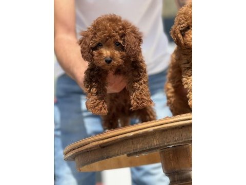 Petmode köpek çiftliğinde ziyarete açık toy poodle