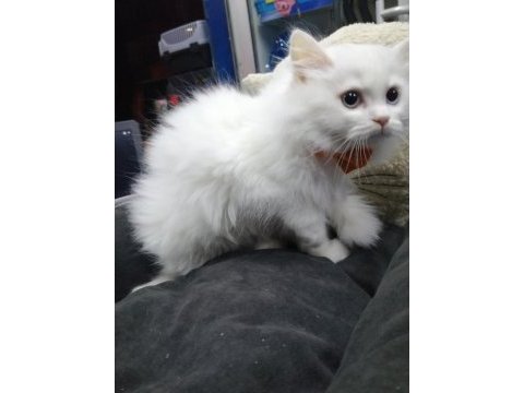British longhair erkek beyaz yavru