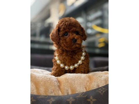 Red brown kore toy poodle yavrular