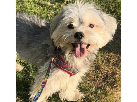 Evinizin maskotu olacak mükemmel dost köpeğimiz