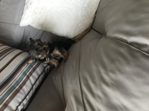 2 aylık yorkshire terrier