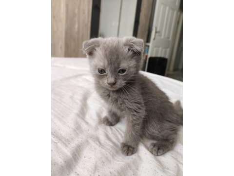 Orjinal scottish fold bebek