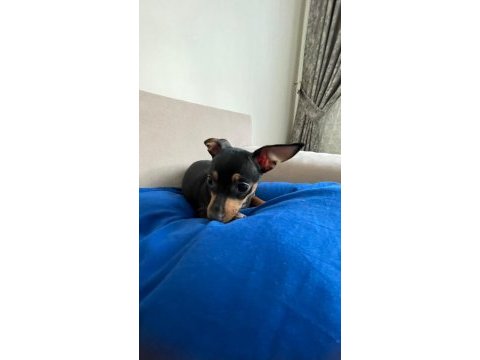 Minyatür pinscher erkek