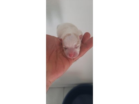 3 adet erkek pomeranian yavru