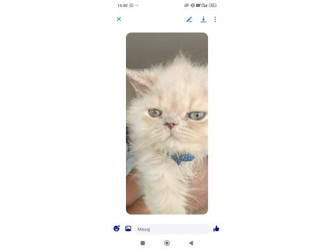 Bakmadan geçmeyin yavru kedilerimize