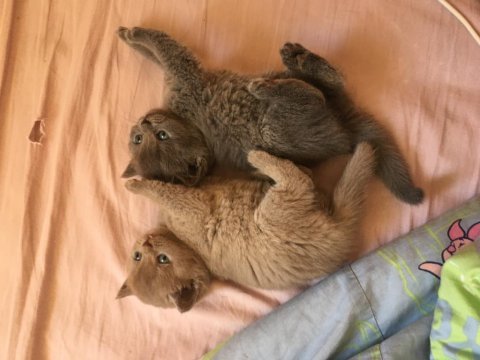 Top kafa ayı surat a kalite şecereli babadan yavru kediler