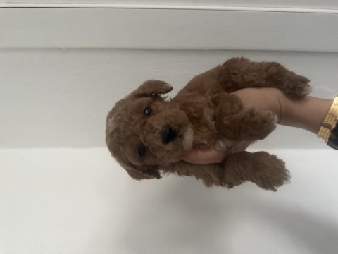 A kalite maltipoo