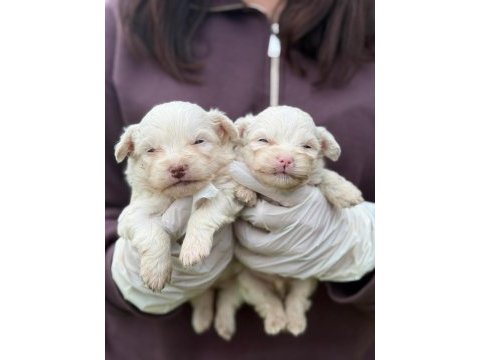 Maltese terrier sıfır numara bebişler