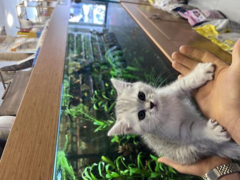3 aylık british shorthair silver