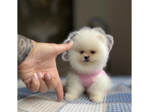 Ayı surat pomeranian boo yavrular